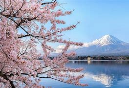 Tree blossoms at Mount Fuji
